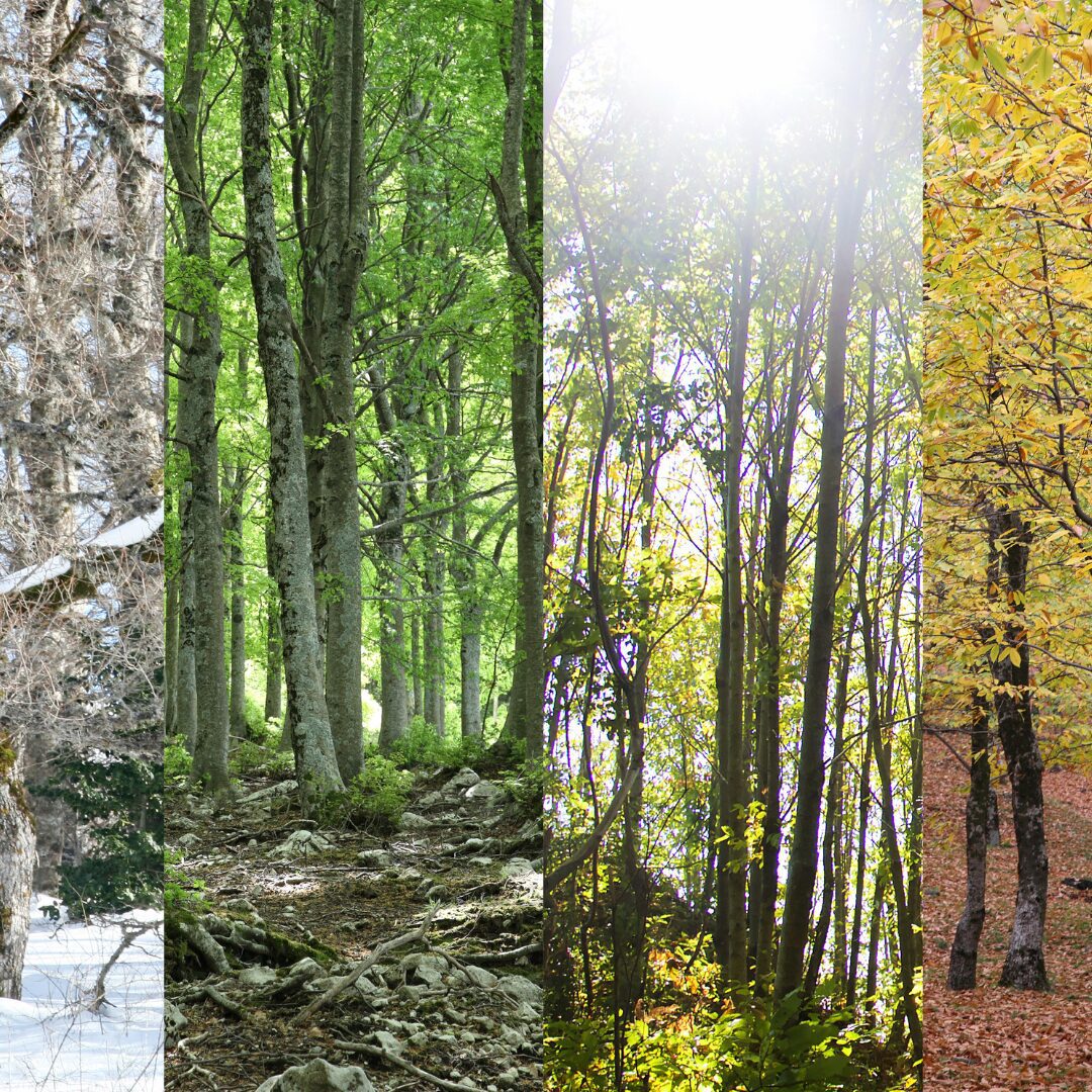 An image showing a forest going through spring, summer, fall, and winter