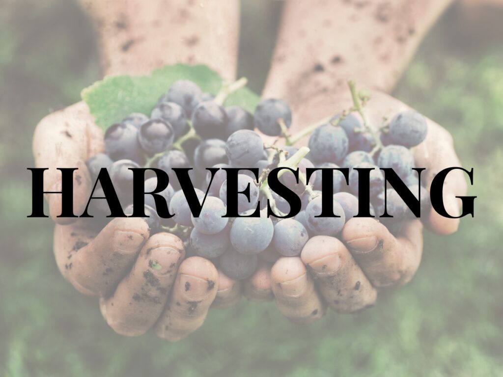 An image of hands stained by soil holding a bunch of grapes with the word harvesting in large and bold letters.